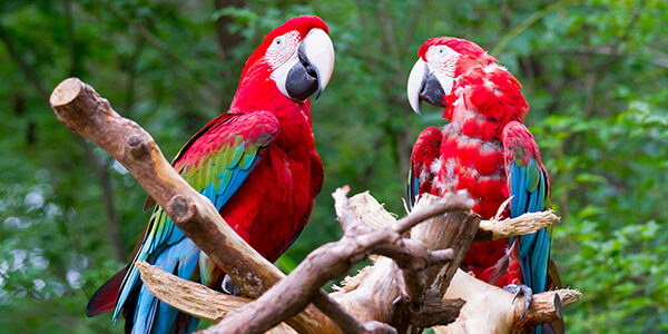 pair of parrot bird sitting on the perch